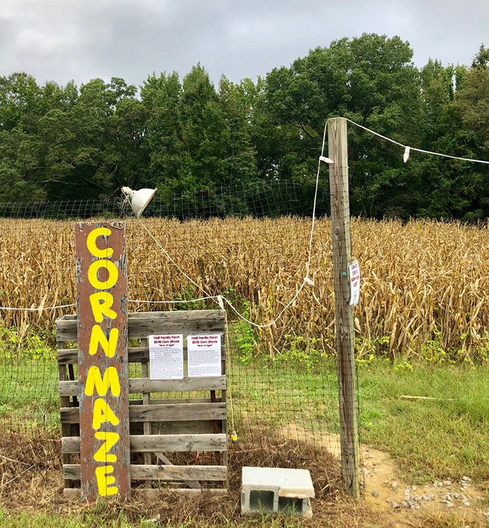 corn-maze-hall-family-farm-charlotte