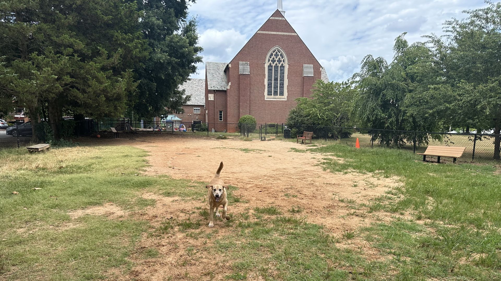 a dog in an empty field with a church behind it. the dog is chunky yellow lab named chispy 
