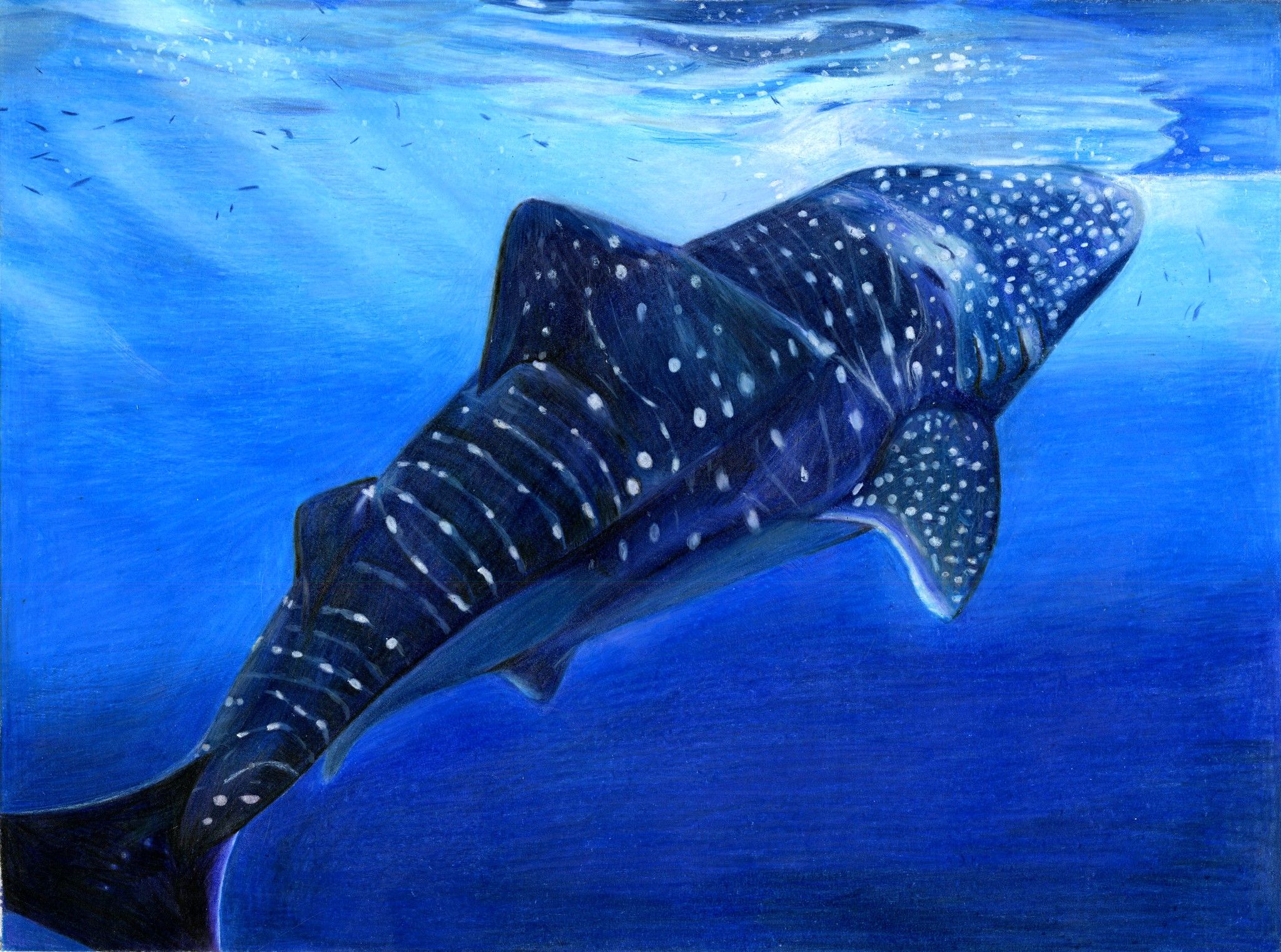 A picture of a fish.