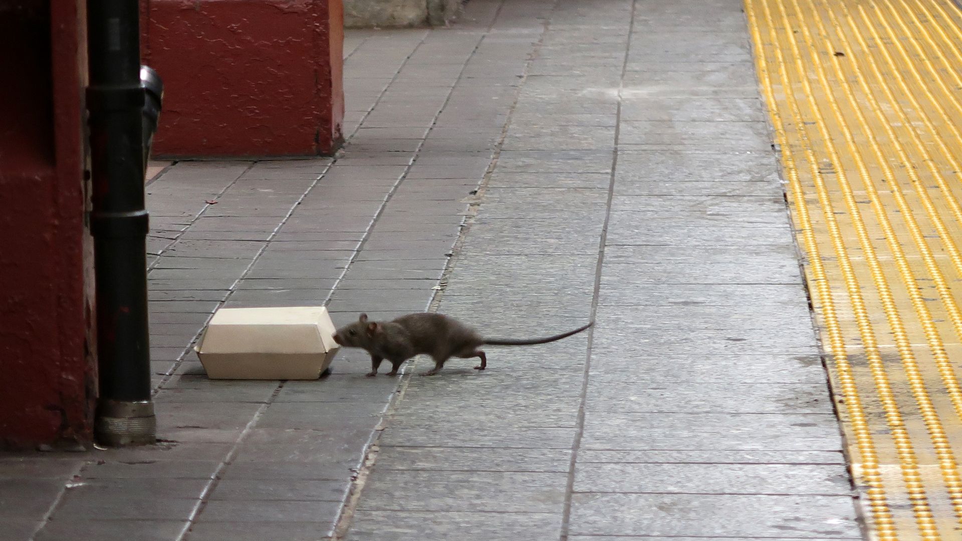 A photo of a rat sniffing a box with food in it on a subway platform.