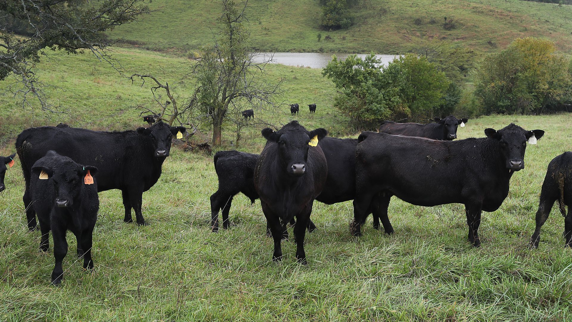 A photo of cows.