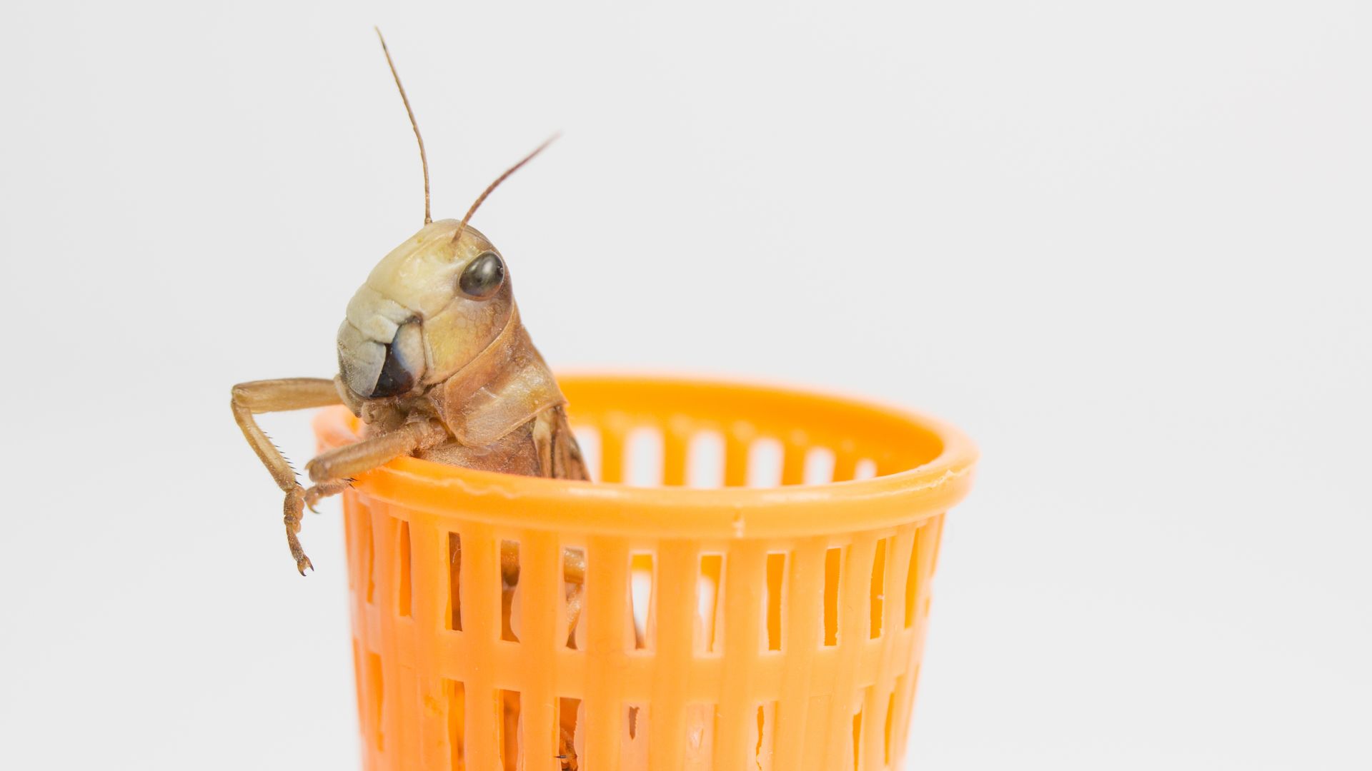 Cricket in a wastebasket