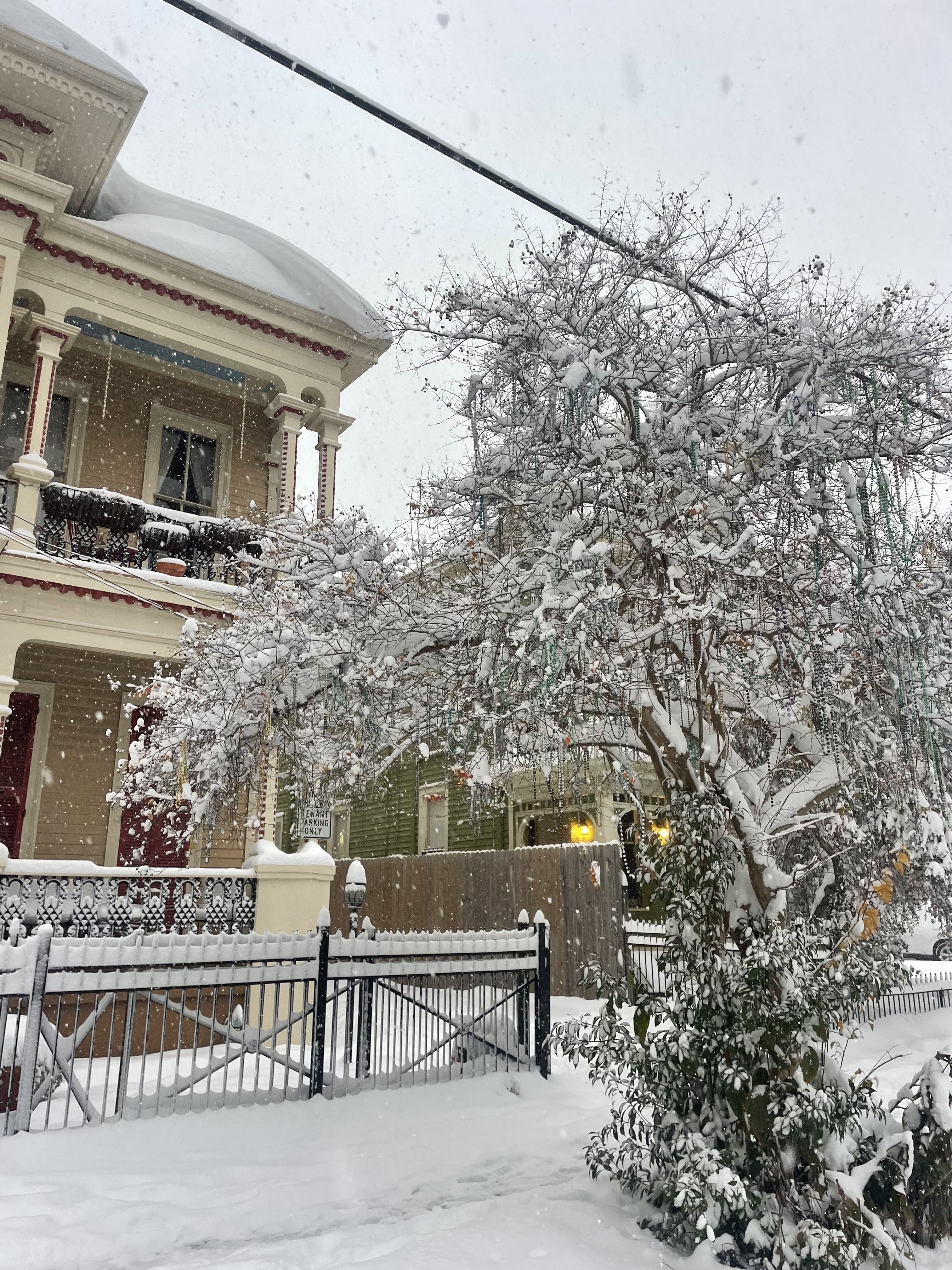 Photo shows a bead tree covered in snow.