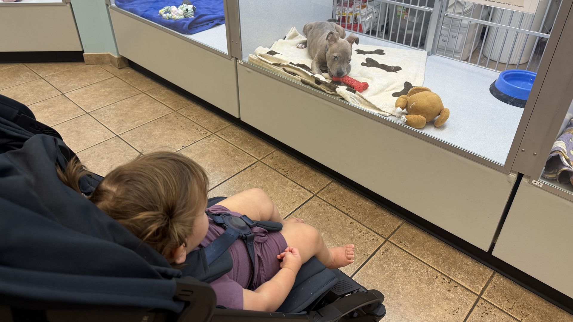 Two young children sit in a stroller near rows of glass-walled puppy kennels. A gray puppy rests on a towel inside one cage with a red chew toy nearby; an adoption sign is visible.