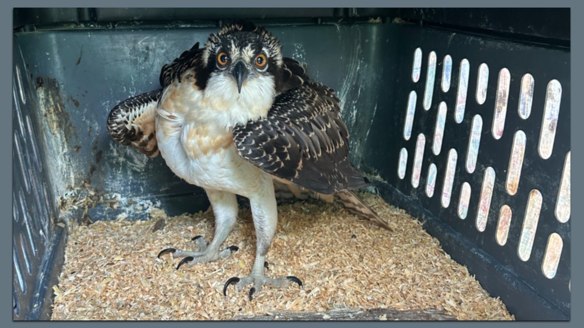 A photo of an osprey. 