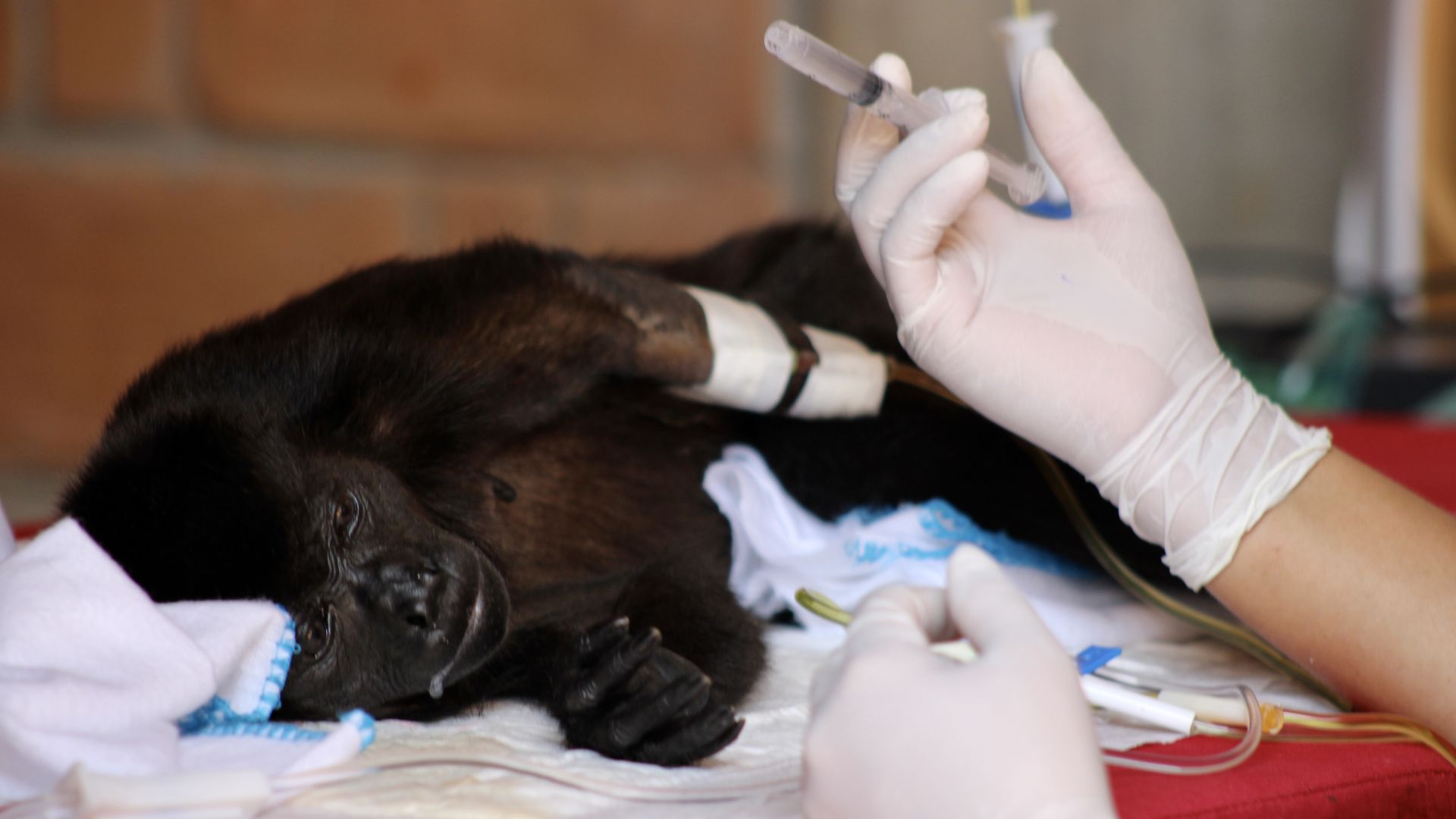  A howler monkey gets treatment  on May 24 during an ongoing heat wave  in Cunduacan, Mexico.