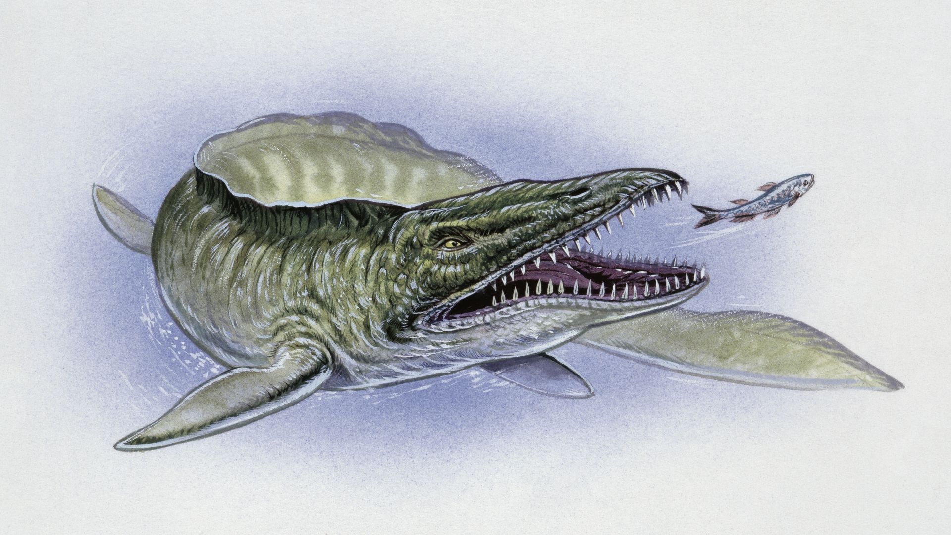 Image shows an illustration of an ancient sea monster called a mosasaurus.