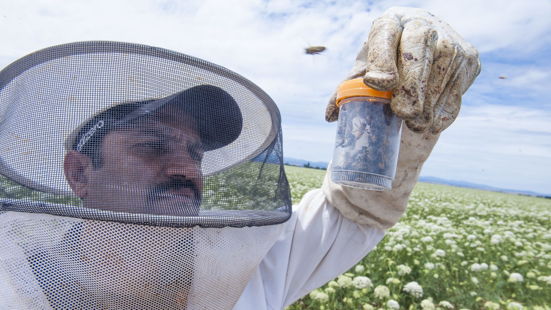 A photo of a person holding up a clear canister filled with bees.