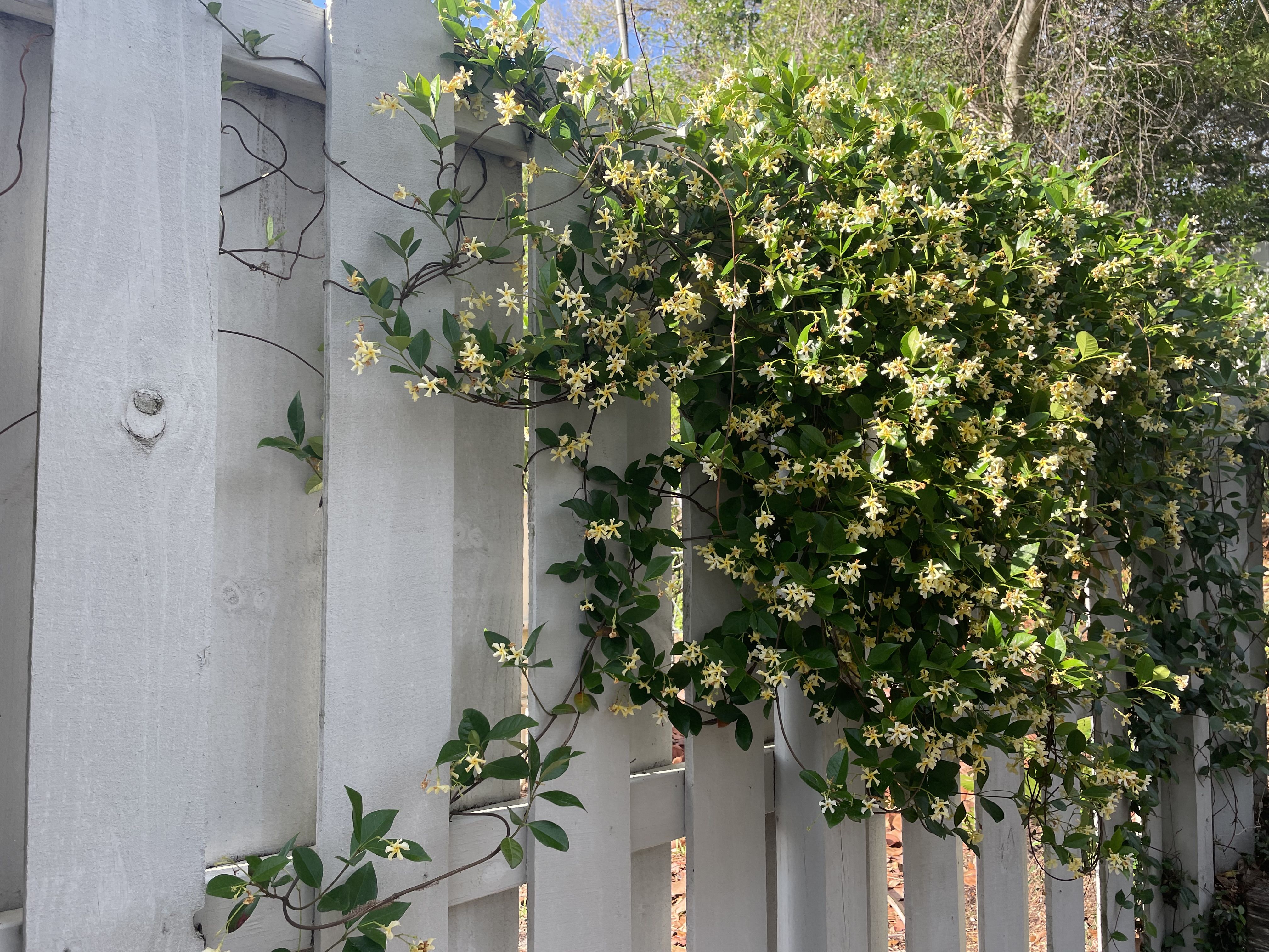 Star jasmine flowers in pale yellow shade cascading over a fence
