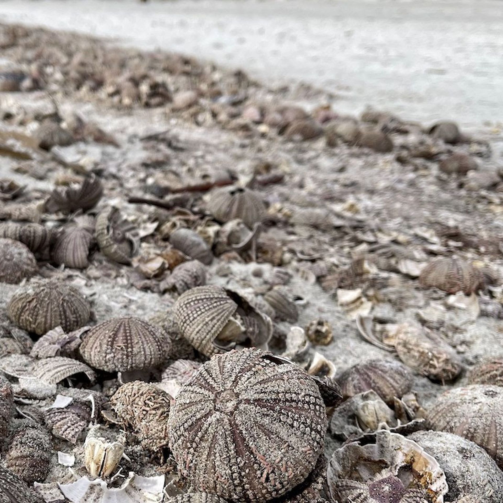 Hundreds of dead sea urchins on Maderia Beach on Sunday.