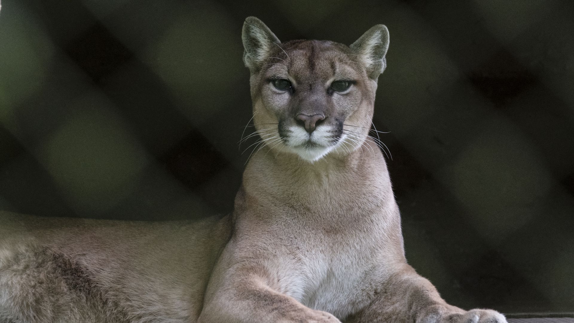 A mountain lion (Puma concolor) is pictured at the Wildlife Rescue Center in Alajuela, Costa Rica, on September 16, 2024. 