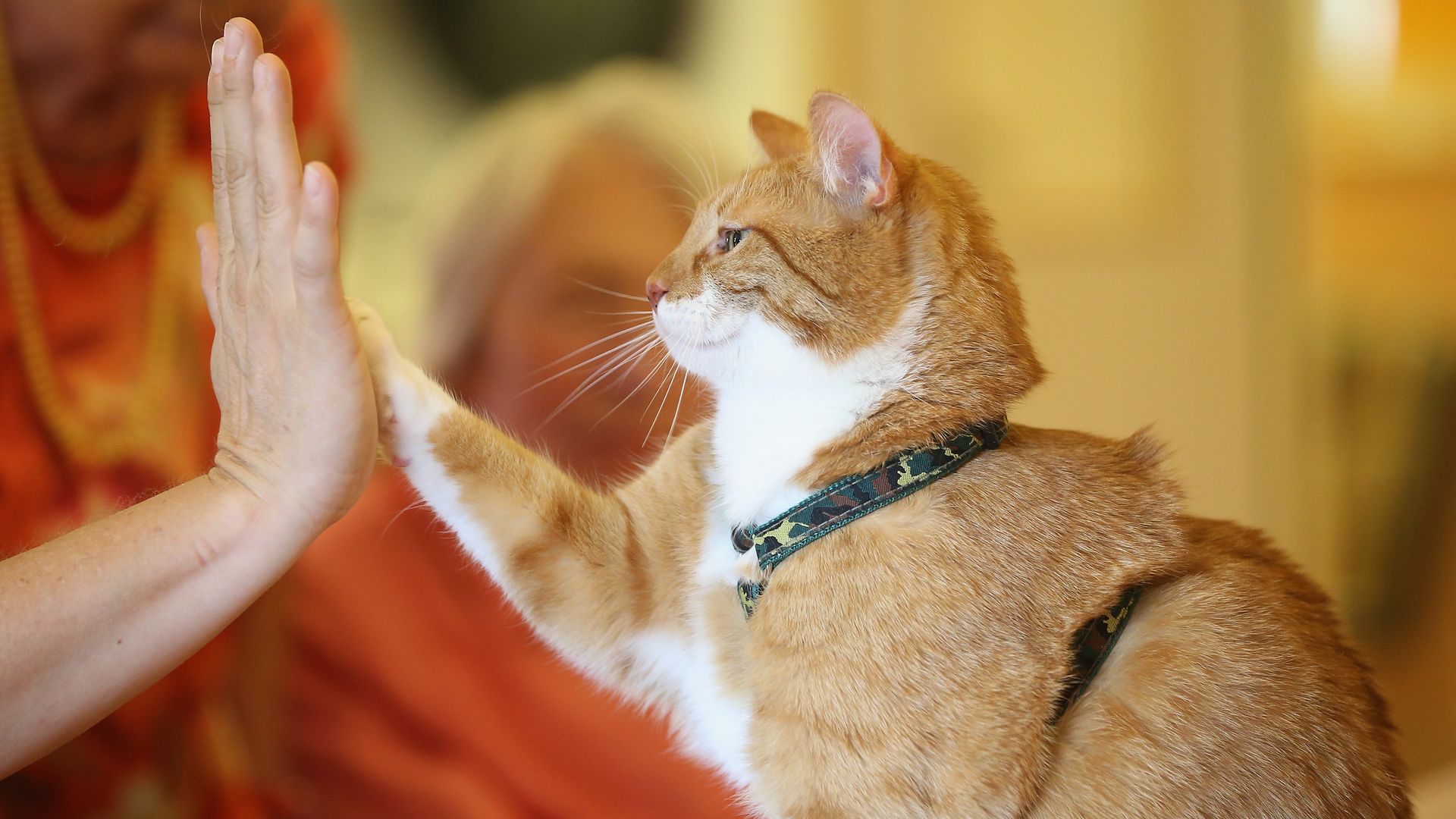  Mogli lifts a paw to touch the palm of his owner Eva Kullmann as facility residents, who both suffer from dementia, look on during the cat's weekly visit at the Lutherstift senior care facility.
