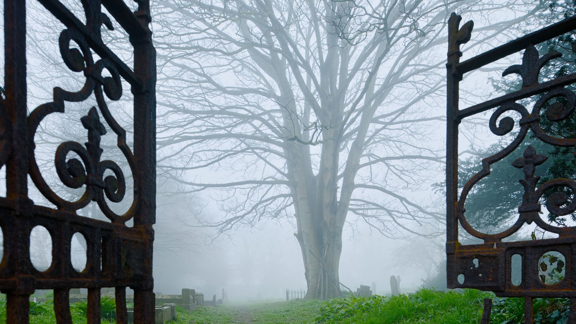 Dawn of the dead wood: How to spot zombie trees - Axios Columbus