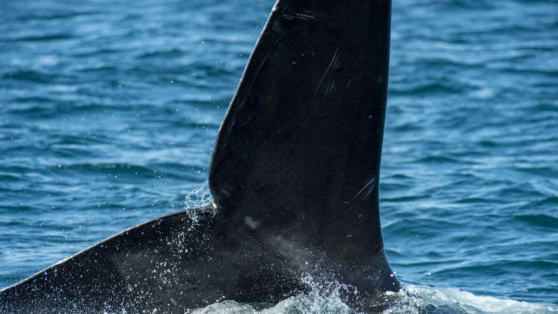 A right whale feeding off the coast of Cape Cod.