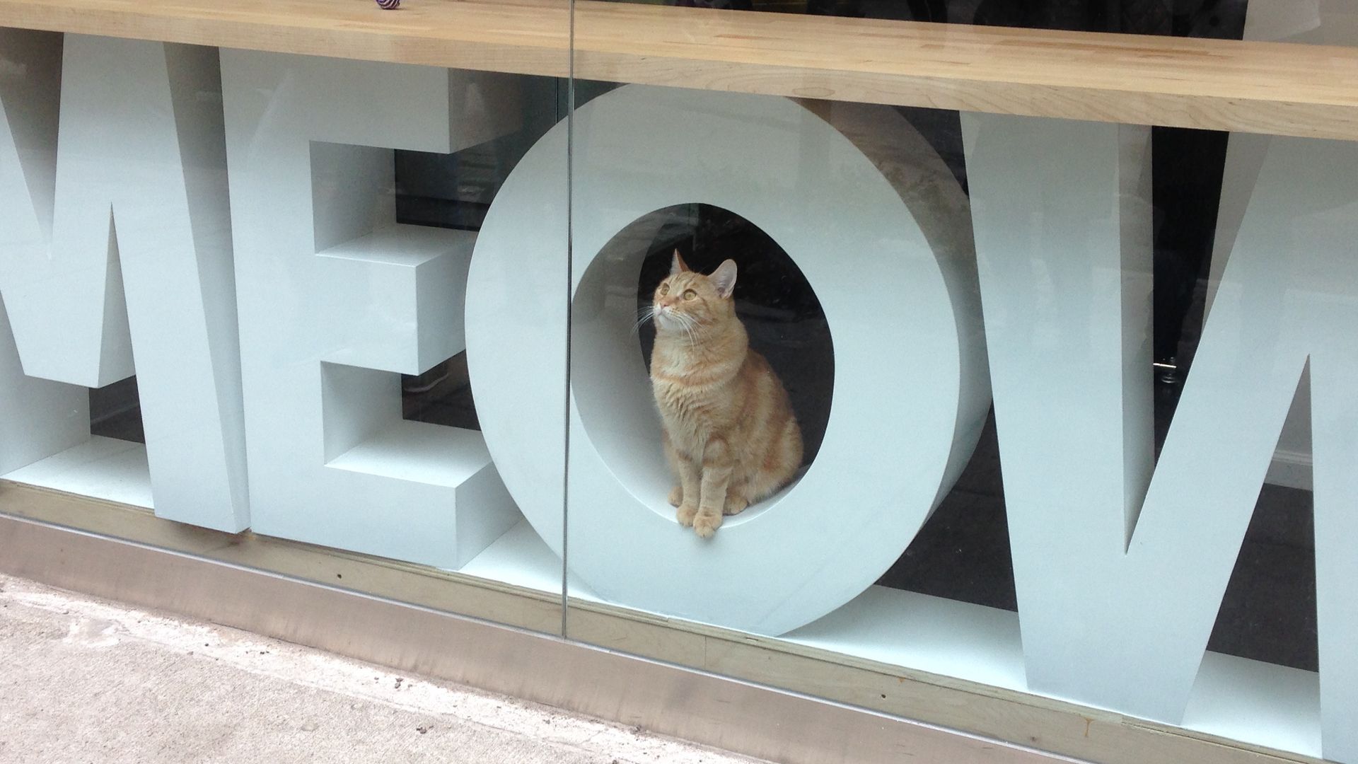 A cat in the window of a cat cafe, surrounded by a statue that says "meow."
