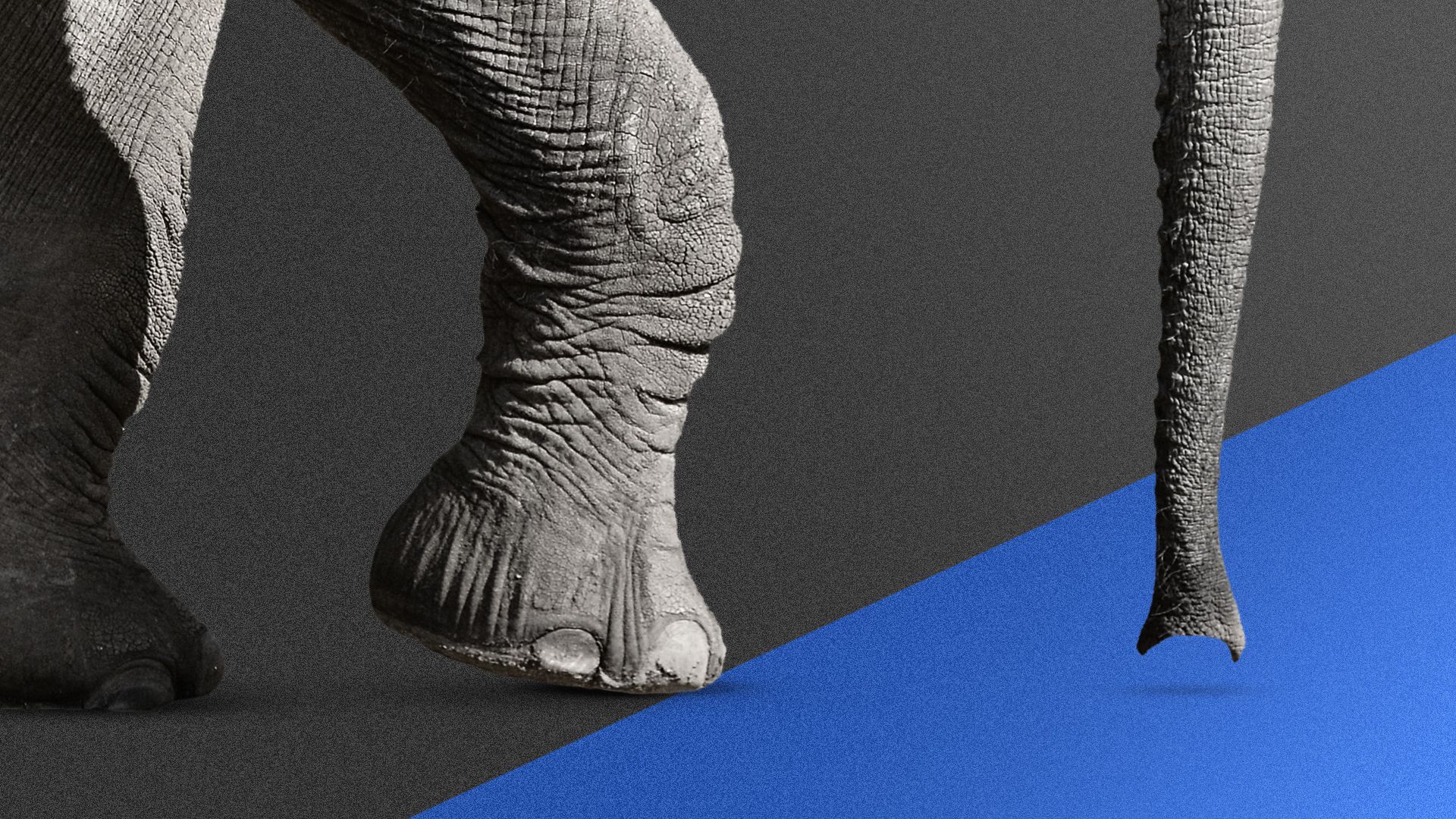Illustration of an elephant toeing a blue line
