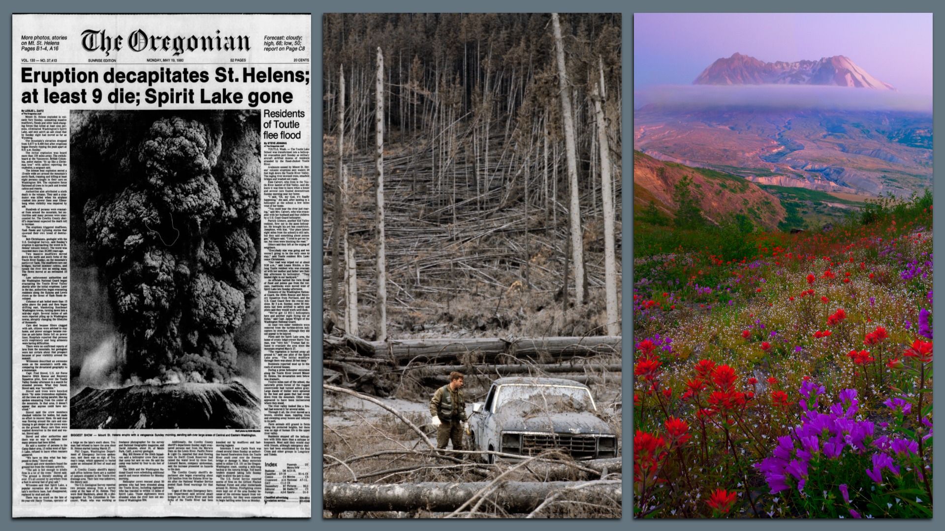 A triptych shows three images: The front page of The Oregonian the day after the Mount St. Helens eruption, a man walking to a car in a field of debris after the eruption and the mountain as it appears today, with wildflowers blooming in the foreground.
