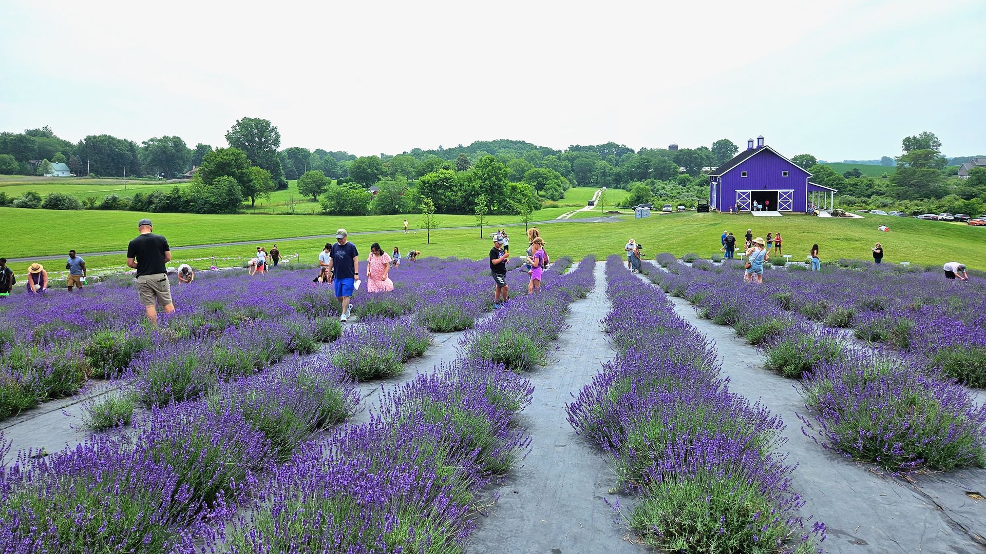 Fields of lavender with a purple barn in the background