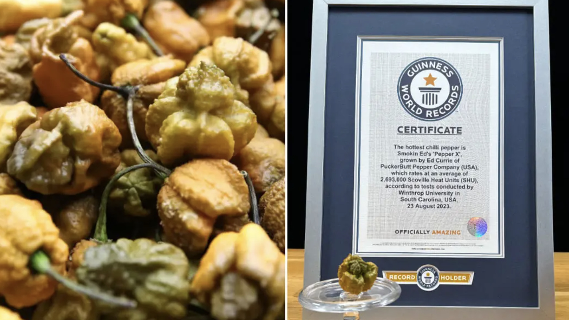 Images of Pepper X and a Guinness World Records certificate proclaiming it the world’s hottest chilli pepper.