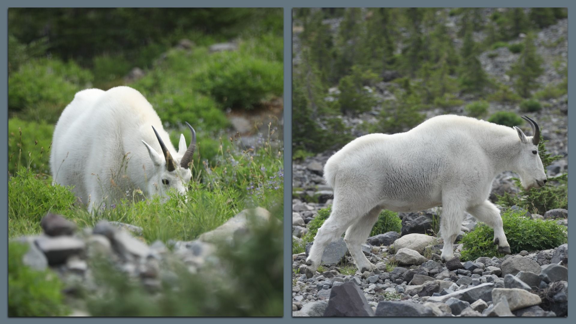 Two images of a white mountain goat with black curved horns; left image shows it grazing in green grass, right image shows it walking on rocky ground with green shrubs and trees in the background.