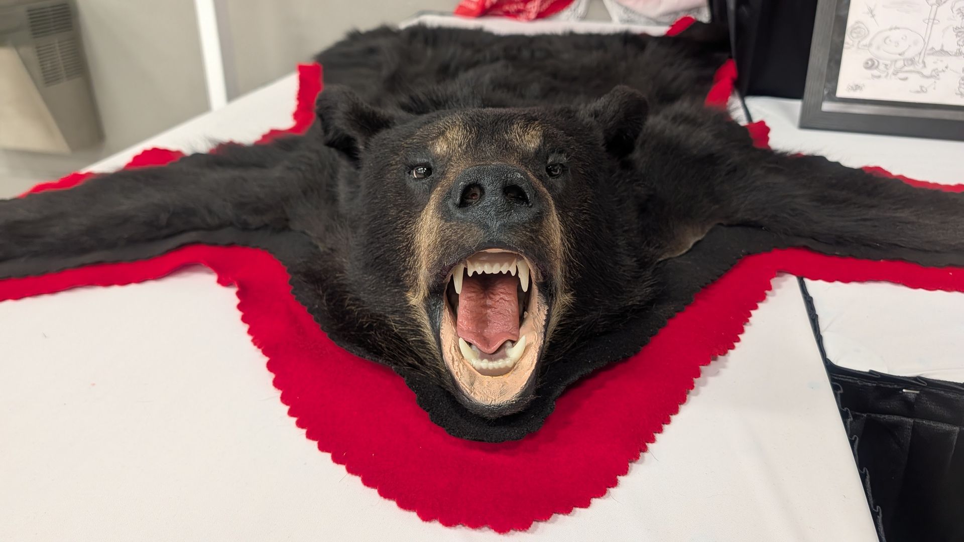 Black bear rug spread on a white surface with red trim; mouth open wide, showing sharp teeth, tan muzzle, and dark eyes. A framed drawing is visible in the background.