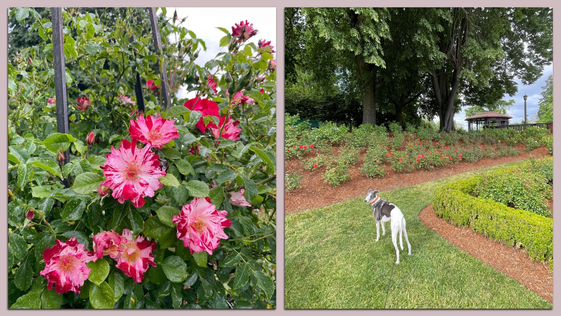 Side-by-side images: left shows vibrant pink and white roses with raindrops on green leaves; right shows a dog on a leash in a landscaped rose garden with trimmed hedges, trees, and a gazebo.
