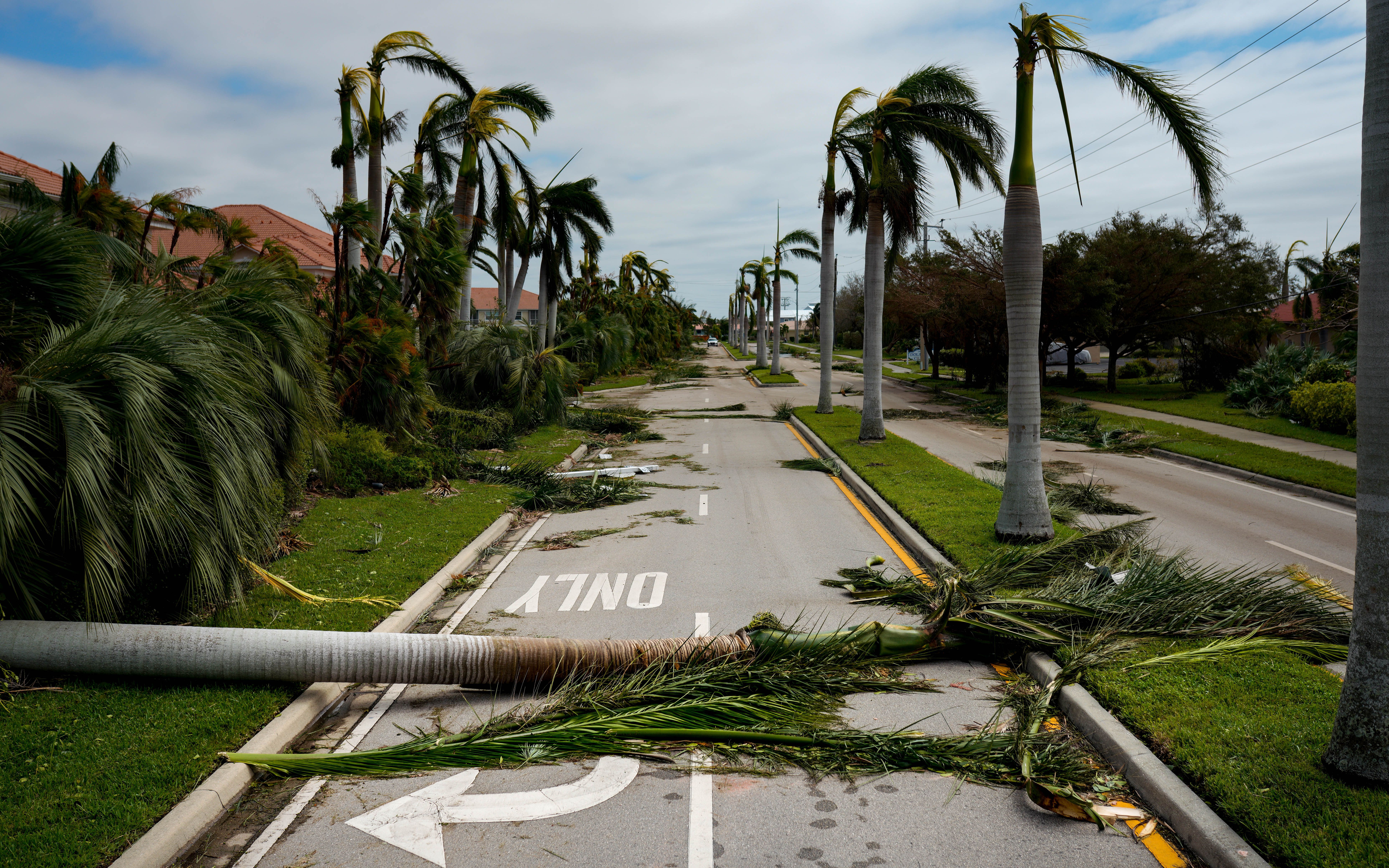 palm trees fallen in the street
