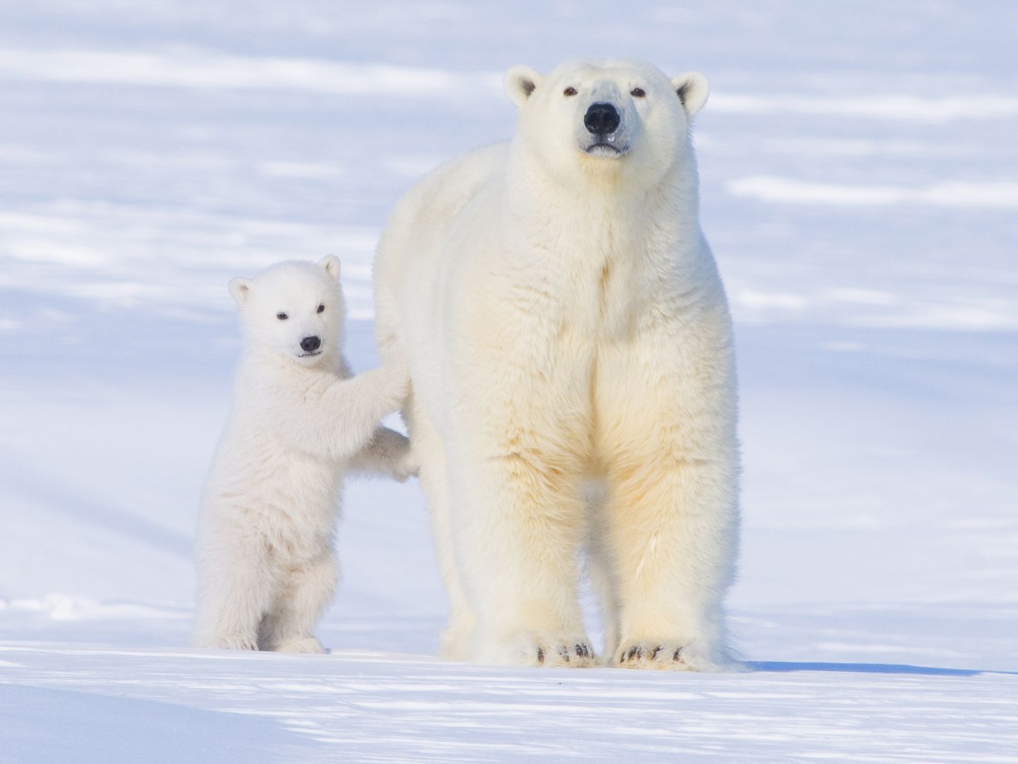 Polar bear survival threatened by emissions-driven climate change impact