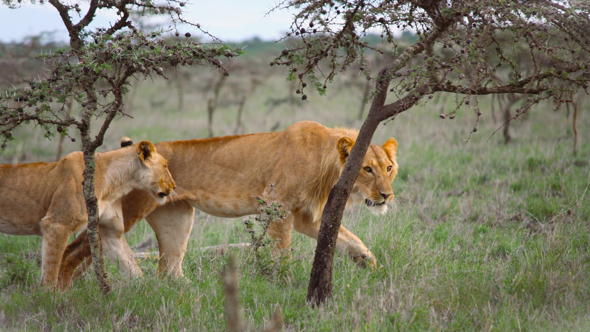Lions stalk prey under the cover of whistling-thorn trees. 