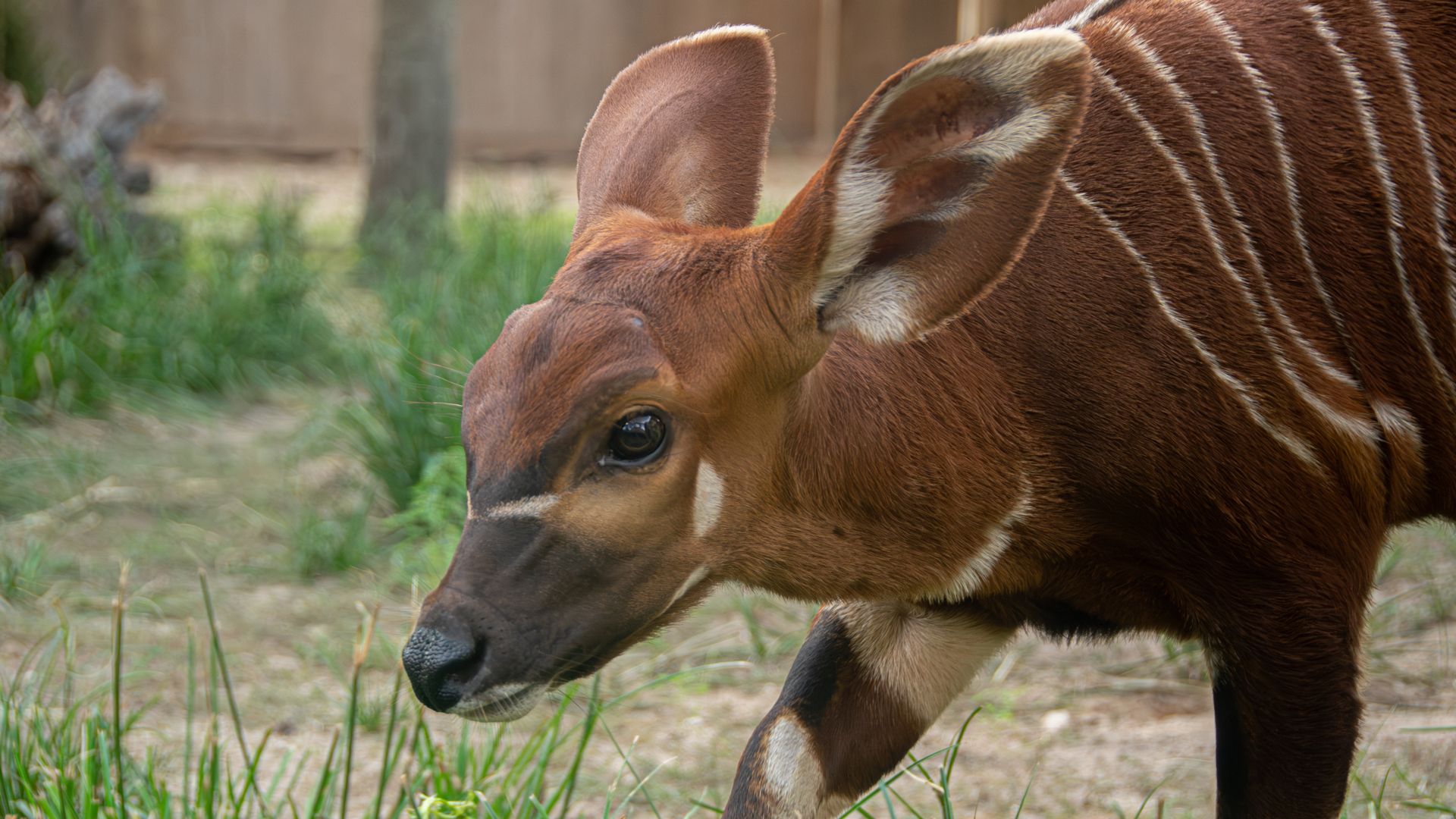 Photo of a Eastern bongo