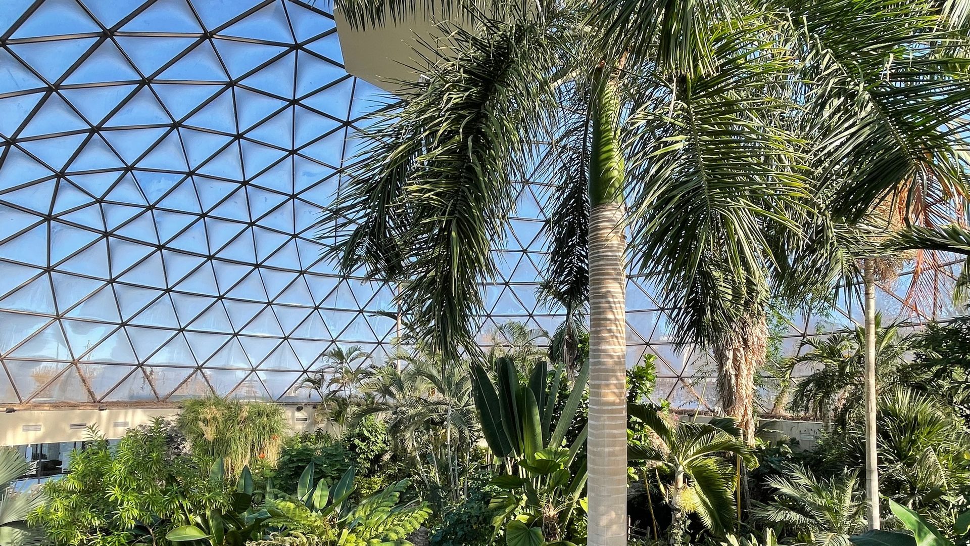 A photo of a palm tree.