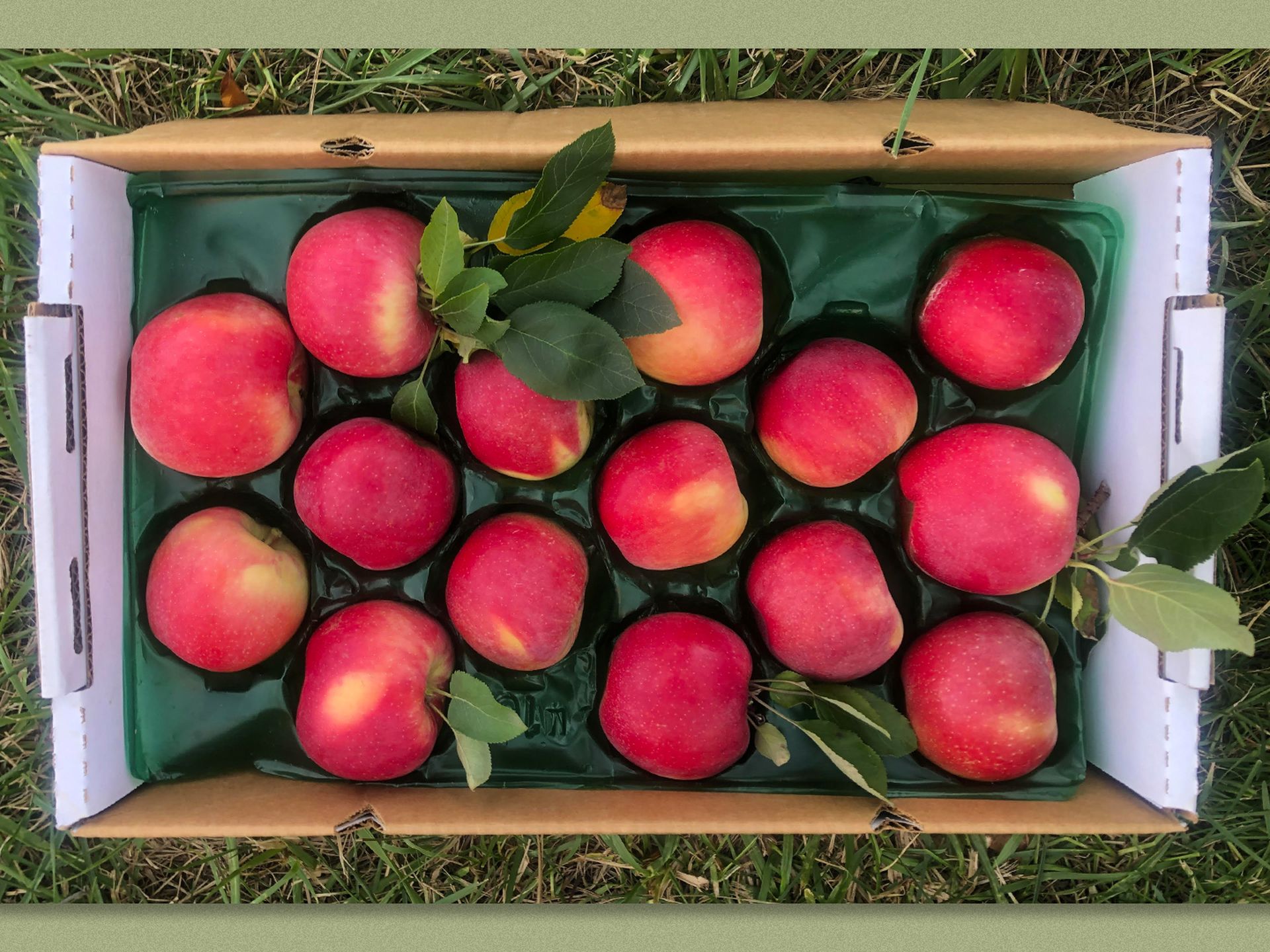 Red, juicy, heat resistant: the hunt for a climate-proof apple