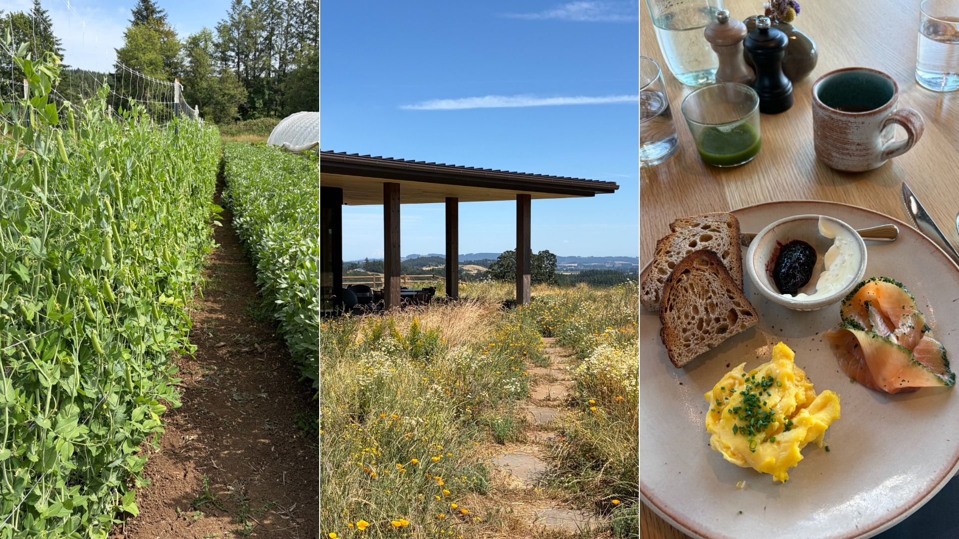 Triptych collage: left shows rows of green plants along a fence in bright sun; middle features a wooden shelter atop a hill with a distant rural landscape; right presents a brunch plate with eggs, salmon, toast, a green drink, and a mug.