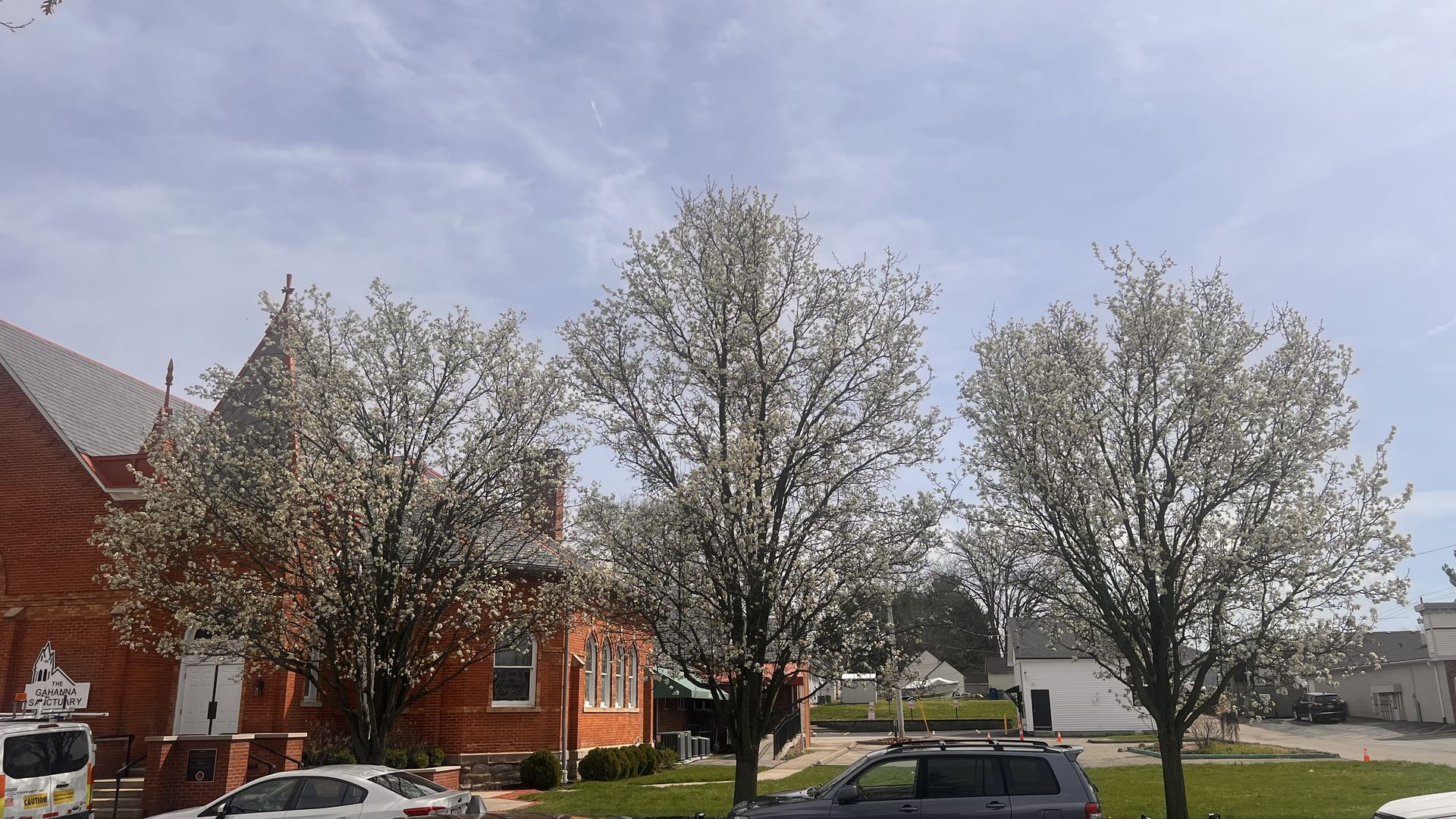 Three white-blossom trees line a sunny street in front of a red brick church; several parked cars along the curb and a clear blue sky overhead.