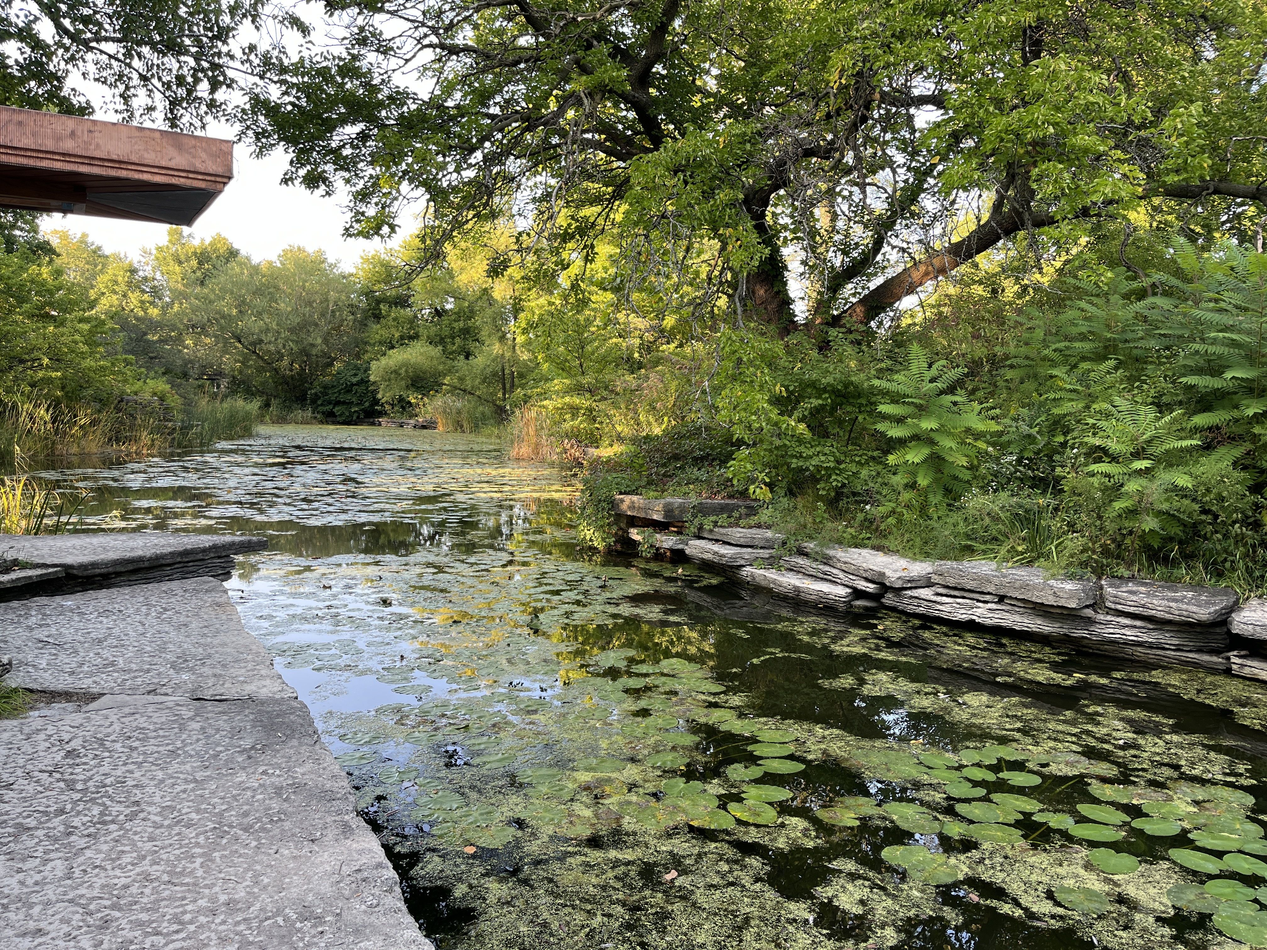 A calm pond covered with lily pads next to stone edges, surrounded by green trees and bushes under soft sunlight.