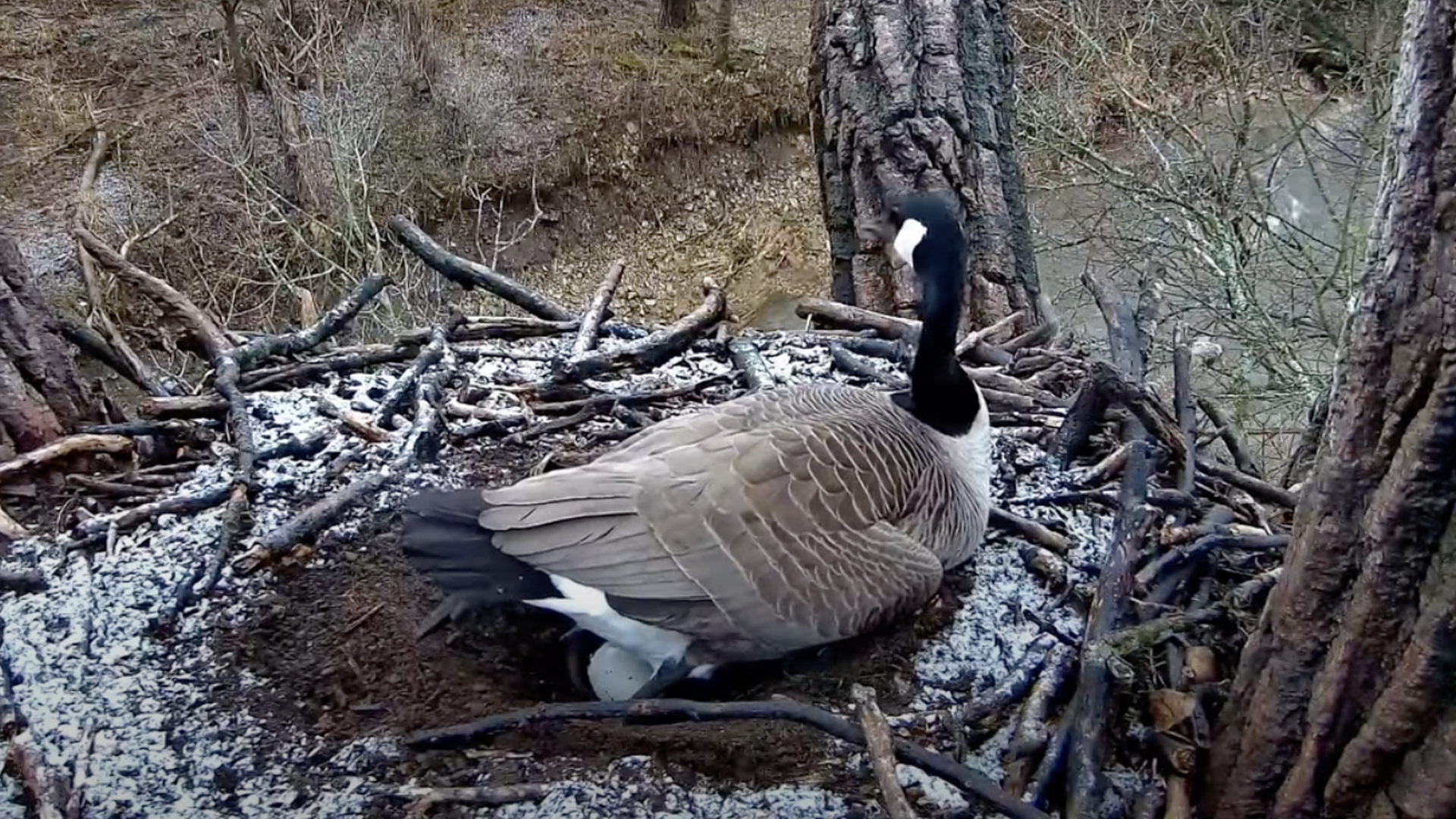 Canada goose lays eggs in Decorah eagles nest