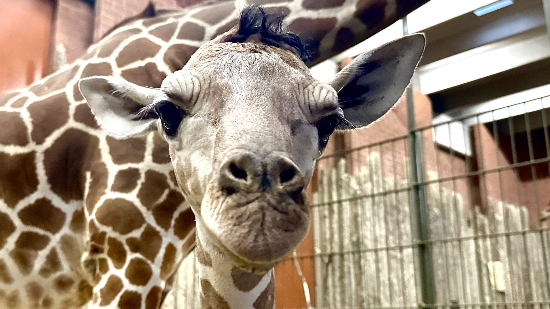 A baby giraffe stares intently. 