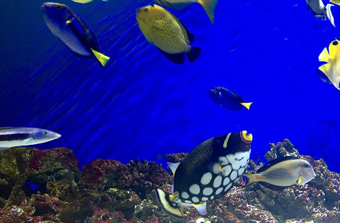 fishtankdiscoveryplace