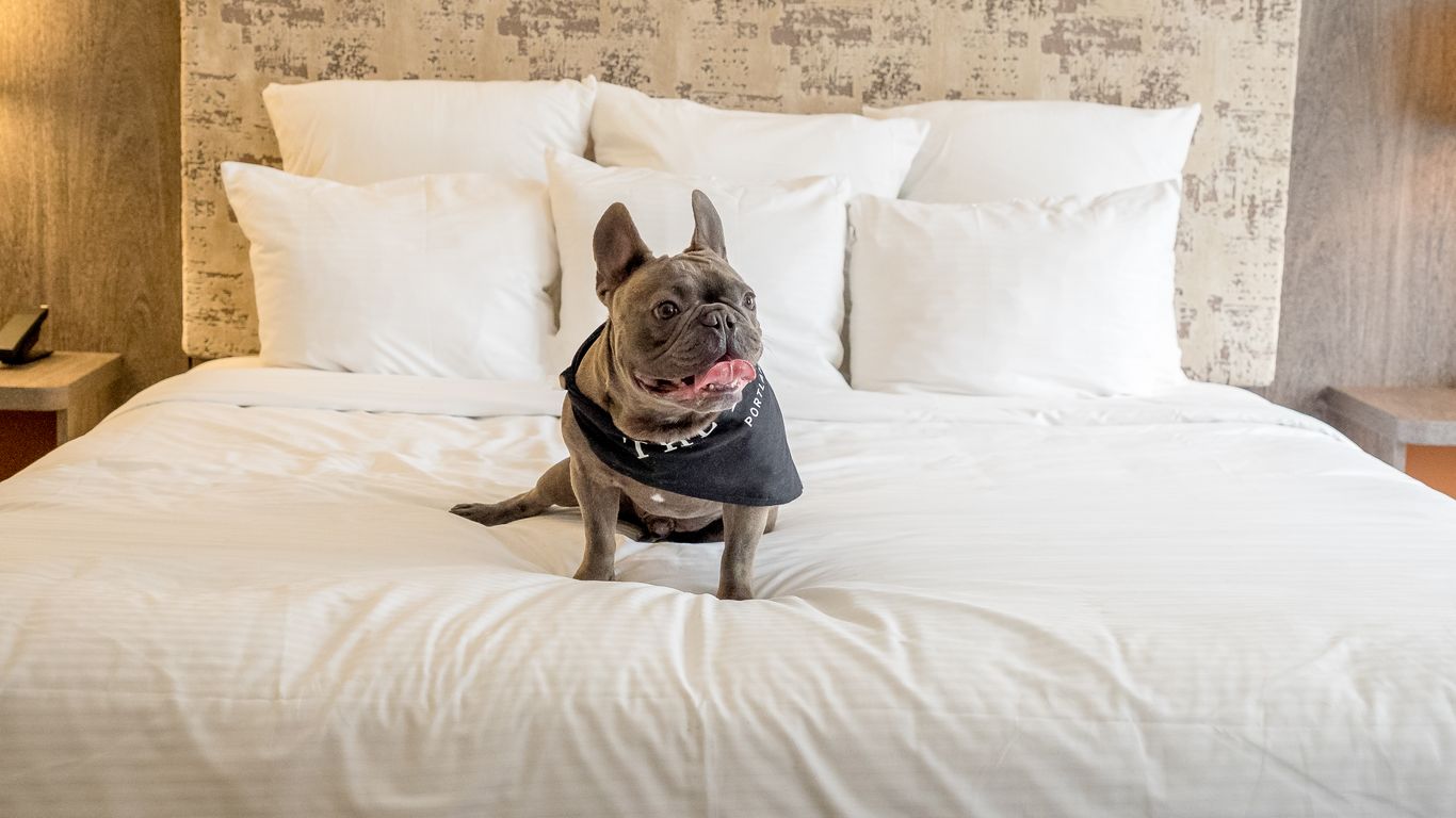 4 pet-friendly getaways in and around Portland - Vimarsana News