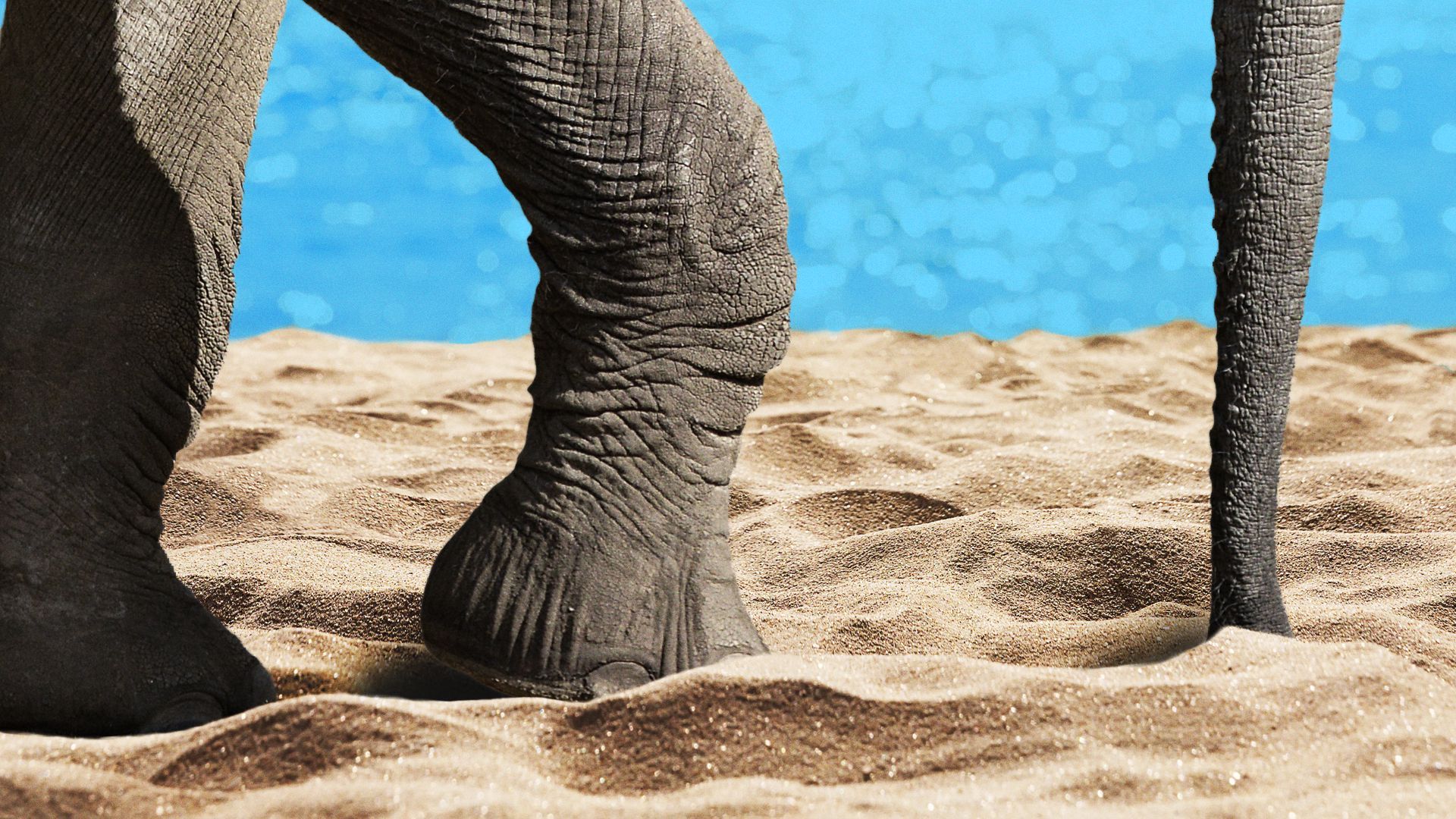 Illustration of a zoomed-in elephant walking on the beach.
