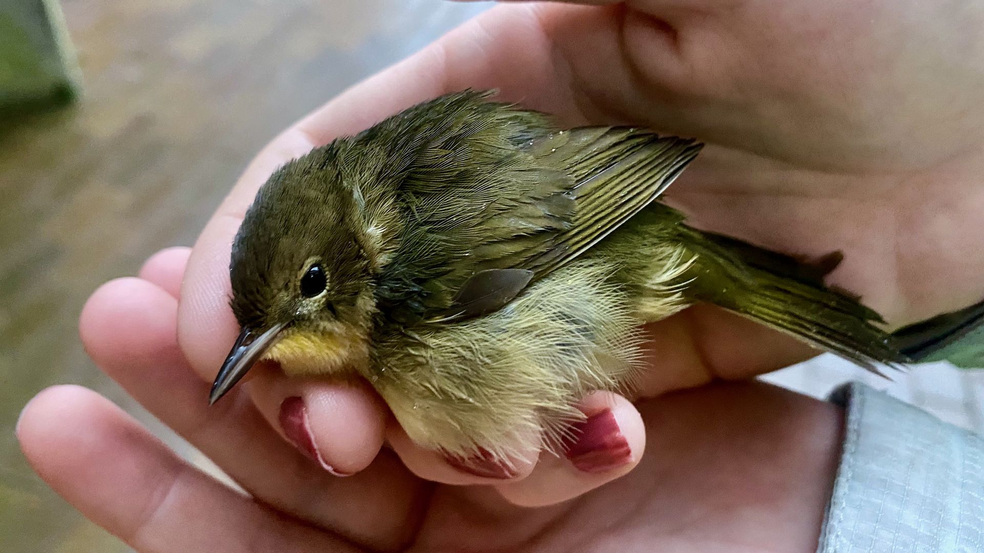 A common yellowthroat warbler warbler held in a woman's hands