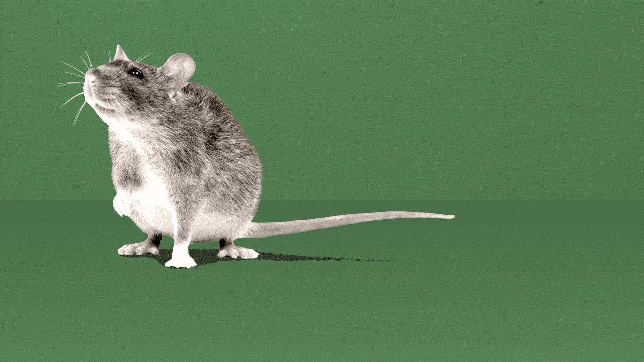 Animated illustration zooming in on a rat, against a green background, with wavy lines coming from behind its head. 