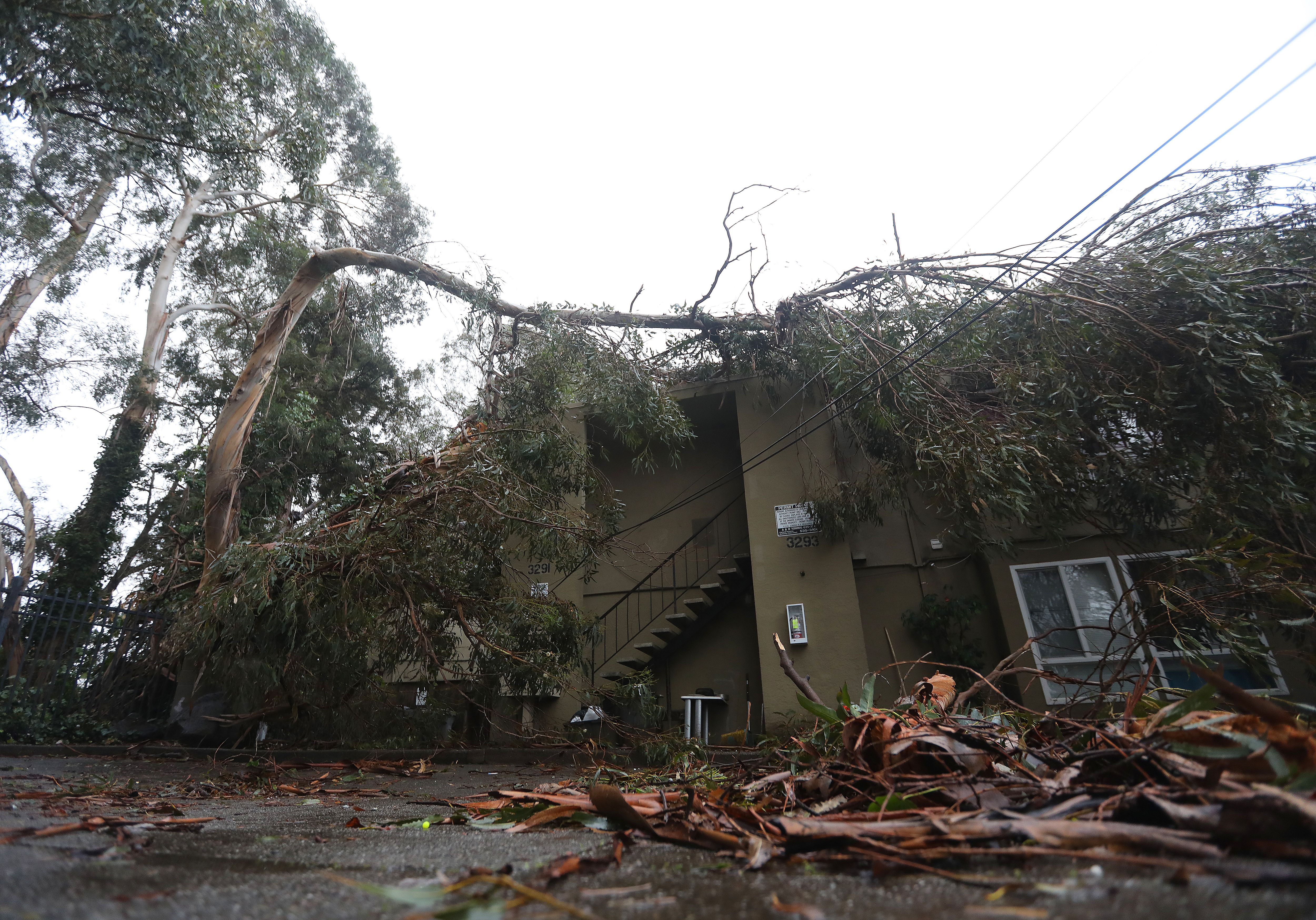 A fallen eucalyptus tree forced residents to evacuate their homes in an apartment complex along Lynde Street on Thursday, Jan. 5, 2023, in Oakland, Calif. 