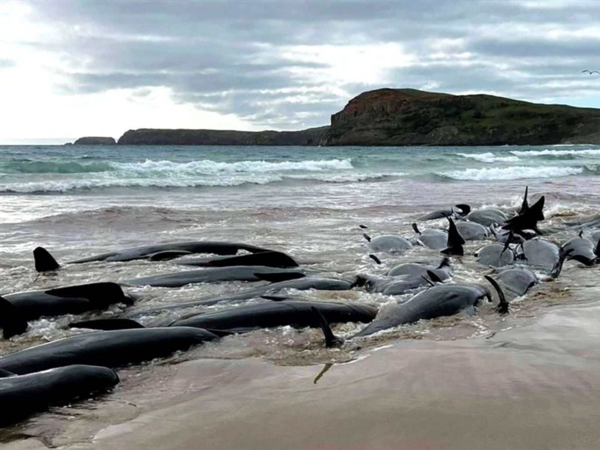 Dozens Of Pilot Whales Die In New Zealand's 3rd Mass Stranding In A Week