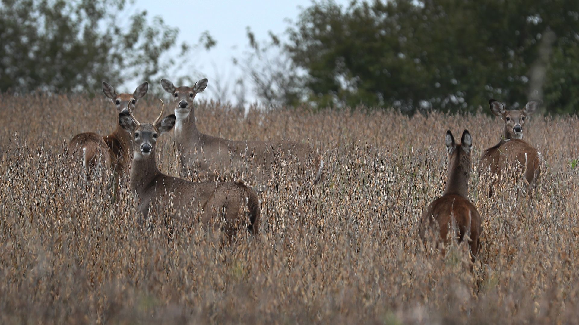 A photo of deer in Iowa.