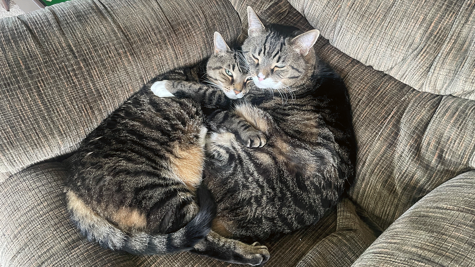 An animated gif cycling through various photos of readers' cats.