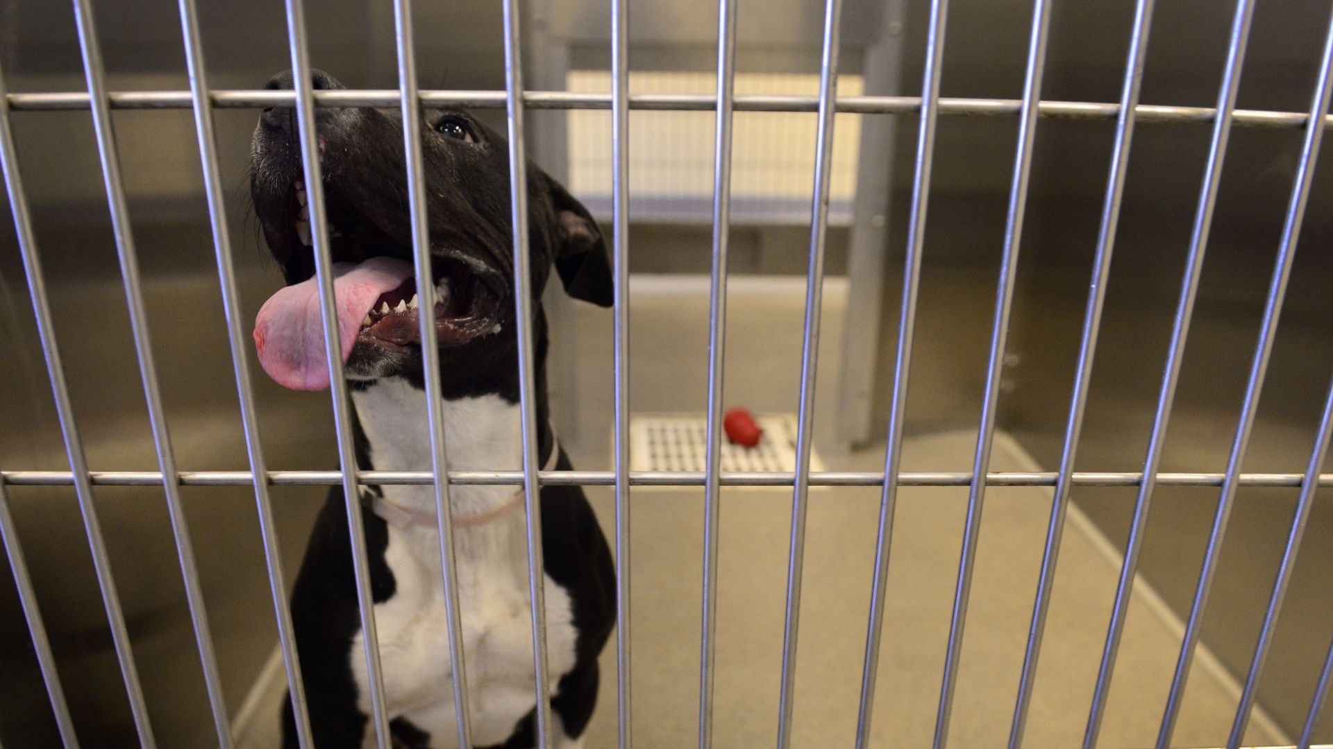 A photo of a dog in a cage at the Denver Animal Shelter. 
