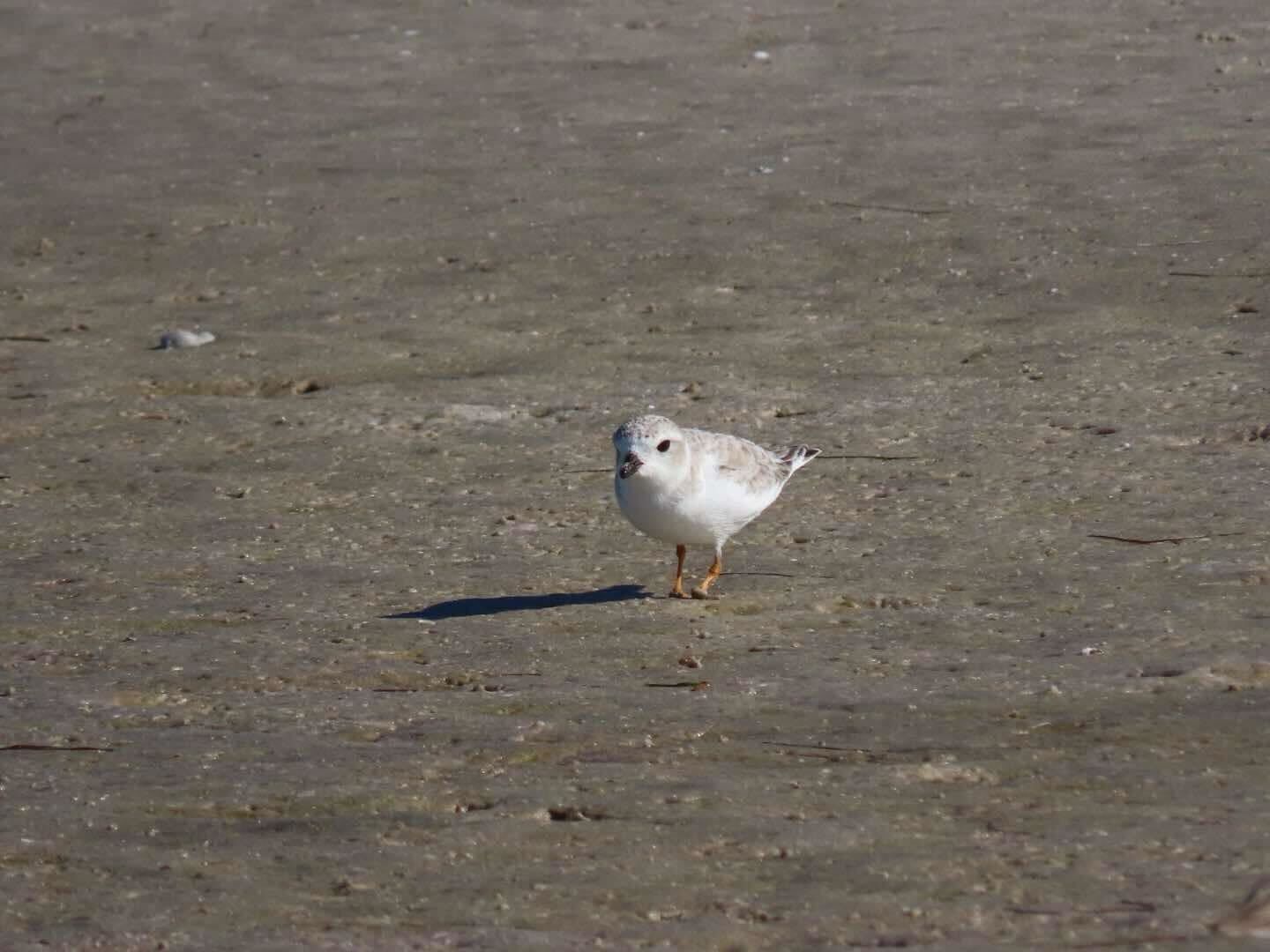 Small white and gray bird with orange legs and no feet standing alone on a sandy, textured beach with a shadow cast to the left.