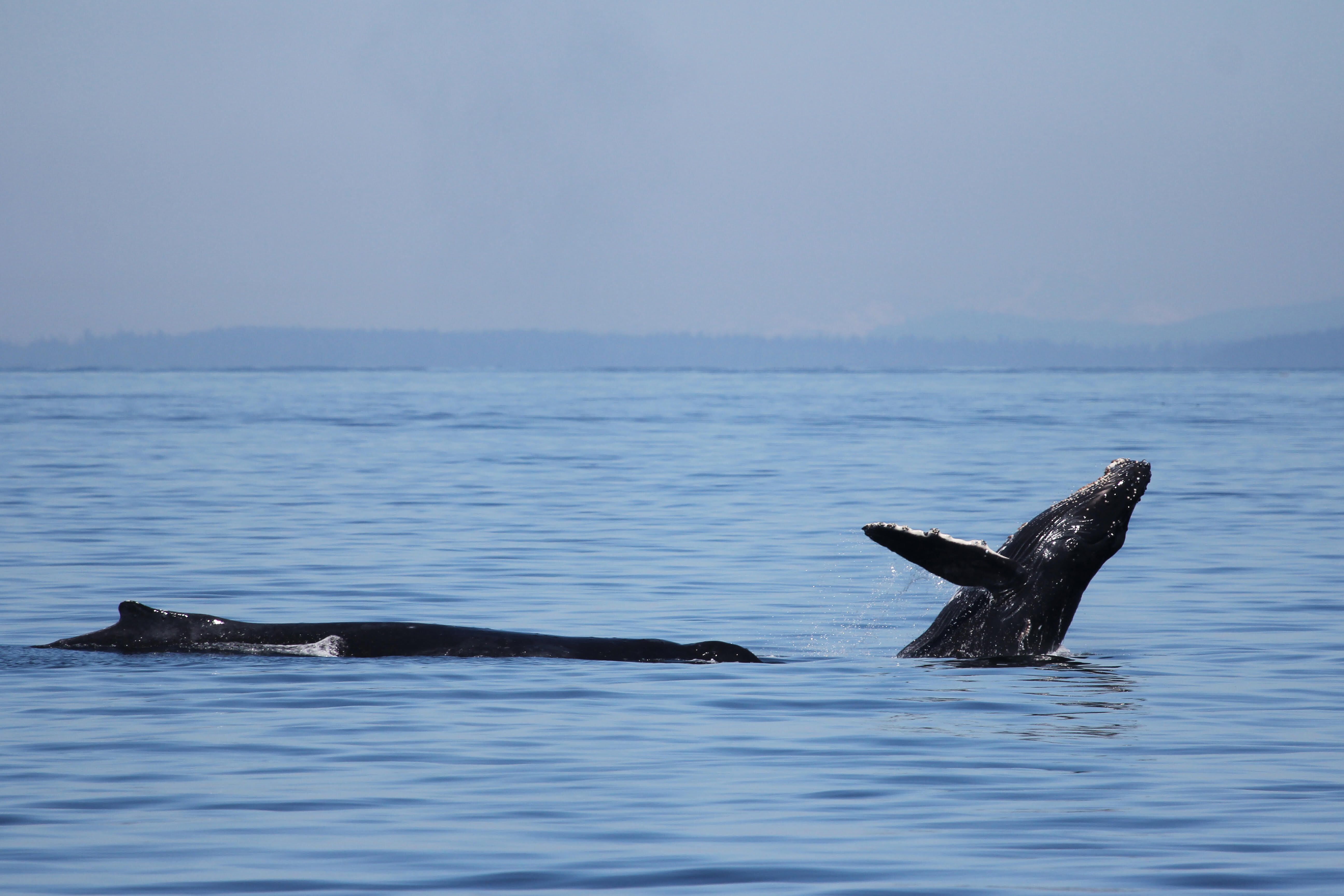 A small whale jumps in the air next to its mother in the ocean. 