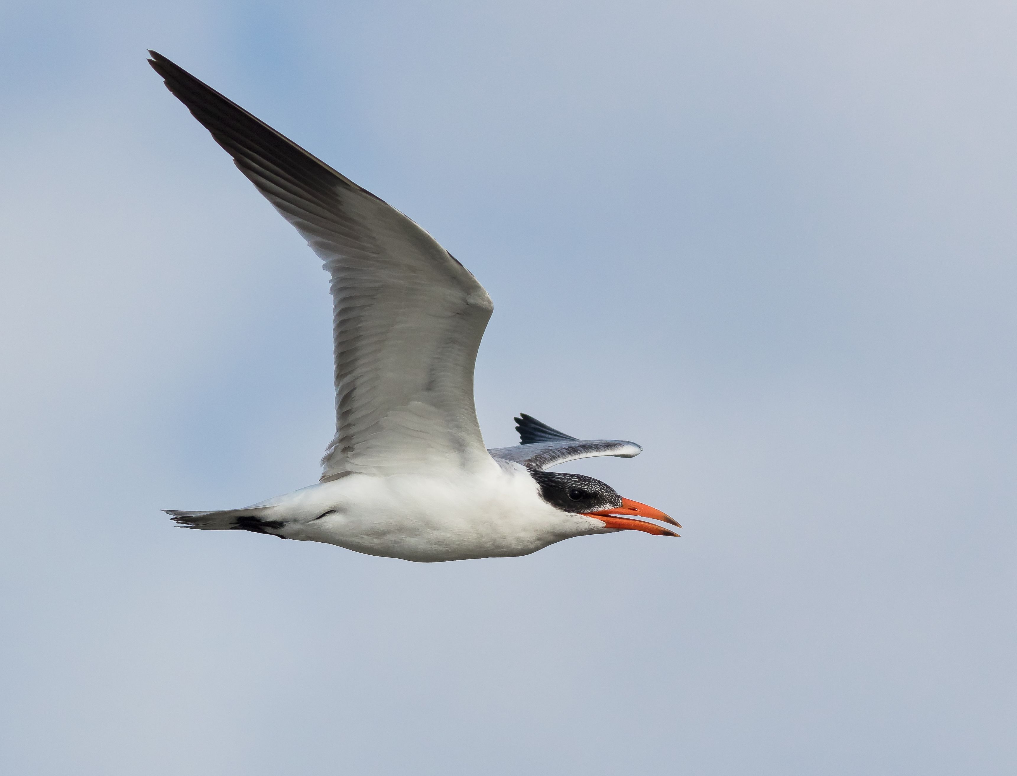 A white tern in flight with a black cap, bright orange beak, and gray wings, gliding against a pale blue sky.